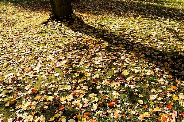 포토 JPG 해외이미지 나무 백그라운드 잎 오렌지 풍경 사람없음 빨간색 컬러풀 갈색 노란색 환경 가을 황금 그림 10월 해외202004 해외포토 식물 계절 컬러 과일 날짜 파일형식 이미지허브