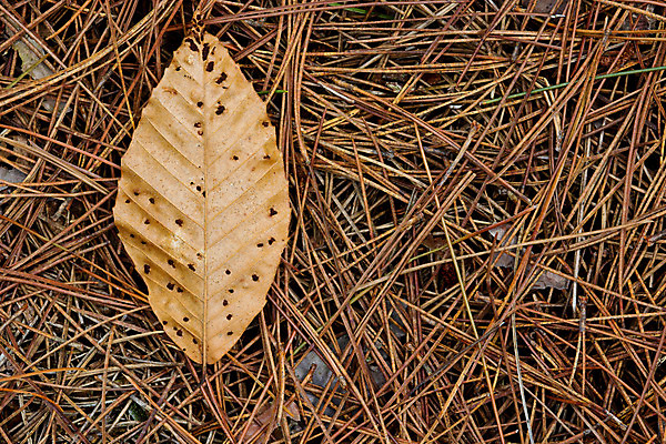 포토 JPG 해외이미지 나무 잎 사람없음 갈색 가을 소나무 숲 해외202004 해외포토 식물 계절 컬러 파일형식 이미지허브