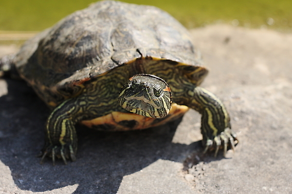 포토 JPG 해외이미지 동물 파충류 사람없음 태양 거북이 보호 그늘 예약 갑옷 해외202004 해외포토 자연요소 컨셉 보호장비 파일형식 이미지허브