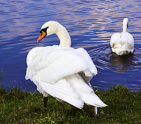 포토 JPG 해외이미지 동물 호수 야생동물 백그라운드 자연 조류 아침 사람없음 야외 물 여름 파란색 반사 평화 침묵 흰색 연못 백조 내추럴 벙어리 해외202004 해외포토 주간 자연요소 계절 컬러 컨셉 소리 생태계 파일형식 이미지허브
