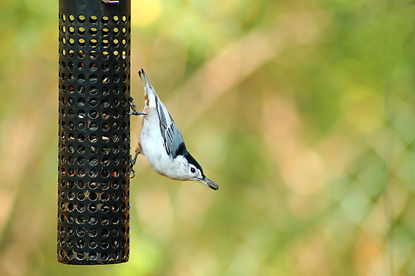 포토 JPG 해외이미지 공원 야생동물 자연 조류 씨앗 사람없음 야외 숲 해외202004 해외포토 식물 동물 공공시설 생태계 파일형식 이미지허브