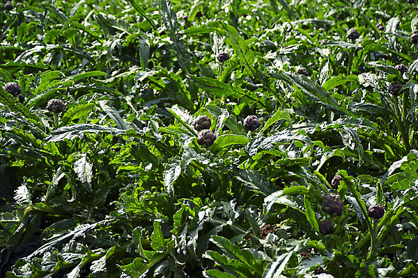 포토 JPG 해외이미지 식물 꽃 유럽 음식 백그라운드 잎 농업 다이어트 채소 재료 자연 건강 요리 사람없음 초록색 농장 지구본 정원 요리사 검은색 저녁식사 이탈리아 신선 시장 닫기 맛 먹이 지중해 먹기 성분 내추럴 고립 아티초크 채식주의자 해외202004 해외포토 직업 나라 산업 바다 컬러 컨셉 모션 식사 생태계 채식 파일형식 이미지허브