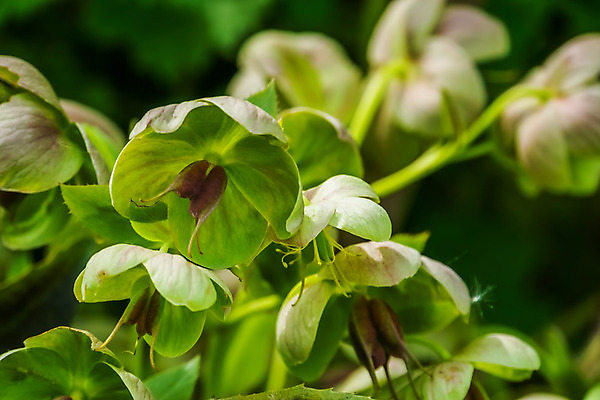 포토 JPG 해외이미지 식물 계절 꽃 유럽 아시아 백그라운드 잎 크리스마스 겨울 자연 종류 동양인 사람없음 장식 장미 정원 봄 벚꽃 개화 허브 원예 상록수 내추럴 뒤뜰 영원 인기 세련 해외202004 해외포토 기념일 나라 인종 취미 생태계 파일형식 이미지허브