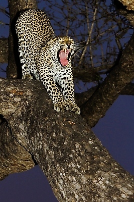 포토 JPG 해외이미지 나무 동물 응시 공원 얼굴 야생동물 스포츠 여행 포유류 아프리카 자연 수염 국립공원 사람없음 여행객 환경 고양이 나뭇가지 관찰 점 기다림 큼 검색 육식동물 표범 랜드마크 사바나 탄자니아 평야 해외202004 해외포토 멸종위기종 식물 시선 공공시설 나라 모션 사람 신체부위 반려동물 크기 생태계 파일형식 이미지허브