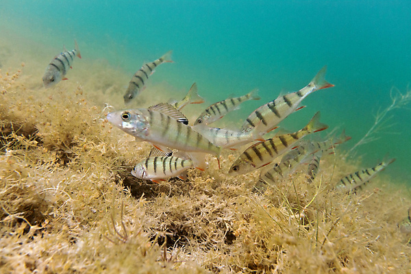 포토 JPG 해외이미지 식물 동물 호수 야생동물 자연 어류 앉기 사람없음 물 수중 육식동물 동물상 민물 해외202004 해외포토 자연요소 모션 조형물 수중동물 생태계 파일형식 이미지허브