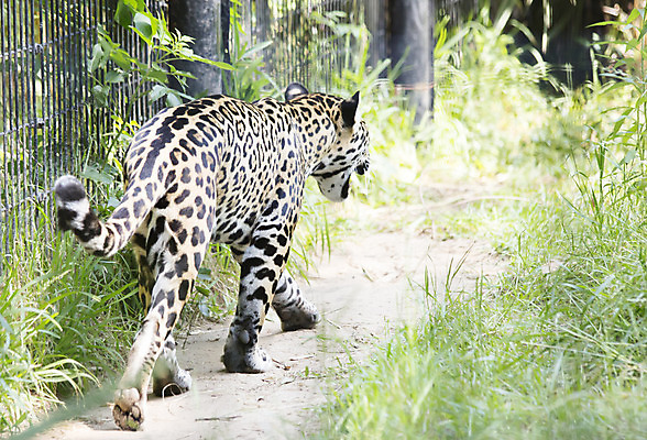 포토 JPG 해외이미지 동물 척추동물 얼굴 야생동물 패턴 포유류 자연 사람없음 야외 노란색 고양이 미국 힘 다양 표현 점 보호 위험 큼 사파리 육식동물 사냥꾼 멸종 표범 공격적 발톱 생태학 아마존 재규어 힘찬 해외202004 해외포토 직업 교육 컬러 다수 컨셉 북아메리카 무늬 발 신체부위 반려동물 크기 생태계 파일형식 이미지허브