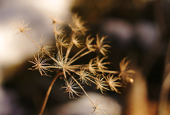 포토 JPG 해외이미지 식물 계절 꽃 백그라운드 겨울 꽃무늬 자연 건조 갈대 사람없음 야외 갈색 추위 가을 시골 황금 시원함 묘사 내추럴 해외202004 해외포토 컬러 무늬 생태계 파일형식 이미지허브