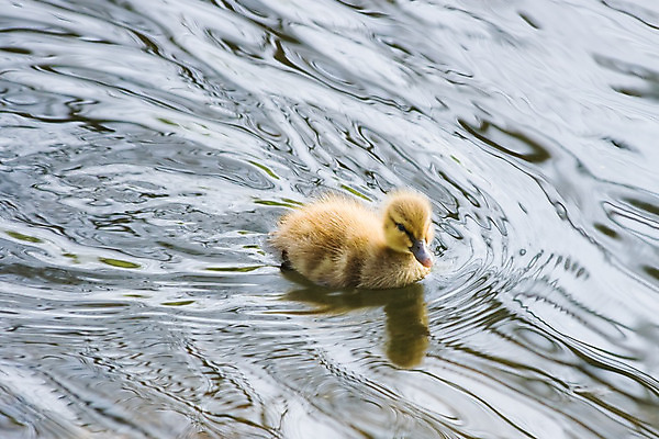 포토 JPG 해외이미지 모양 동물 공원 남자 호수 야생동물 백그라운드 2 자연 조류 휴식 부활절 오리 수영장 사람없음 물 파란색 태양 농장 노란색 봄 흰색 물방울 아기 연못 신선 떨어짐 시원함 순수 깃털 묘사 부리 솜털 청둥오리 스플래쉬 해외202004 해외포토 자연요소 계절 공공시설 기념일 컬러 컨셉 농업 사람 생태계 파일형식 이미지허브