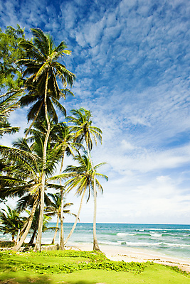 포토 JPG 해외이미지 나무 식물 외관 바다 섬 여행 자연 휴가 손바닥 풍경 해변 사람없음 야외 여름 야자수 미국 침묵 고요 만 세계여행 중앙아메리카 고독 조용 대서양 내추럴 서인도제도 파라다이스 해외202004 해외포토 손 계절 감정 북아메리카 아메리카 세계 소리 생태계 파일형식 이미지허브