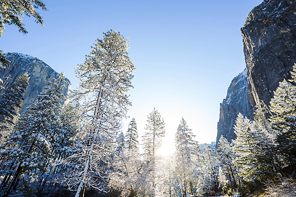 포토 JPG 해외이미지 나무 공원 여행 겨울 자연 산 국립공원 풍경 사람없음 야외 목재 물 여름 강 햇빛 태양 환경 맑음 놀람 봄 활발 폭포 캠핑 추위 보호 숲 캘리포니아 내추럴 방법 생태학 요세미티국립공원 해외202004 해외포토 자연요소 식물 계절 공공시설 교육 감정 컨셉 재료 레저 날씨 표정 미국 생태계 파일형식 이미지허브