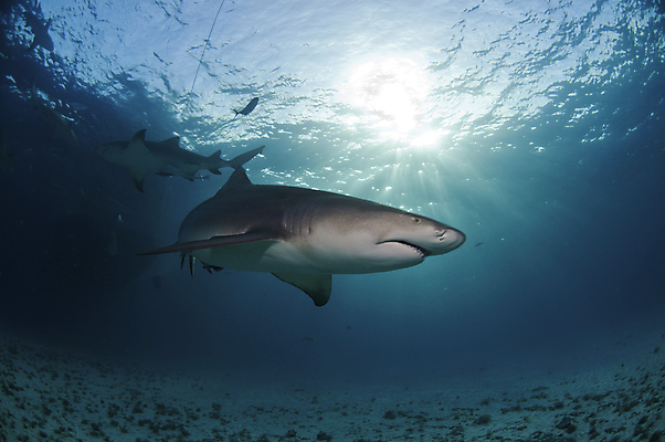 포토 JPG 해외이미지 어류 사람없음 물 햇빛 수중 육식동물 상어 바하마 해외202004 해외포토 자연요소 동물 태양 수중동물 파일형식 이미지허브