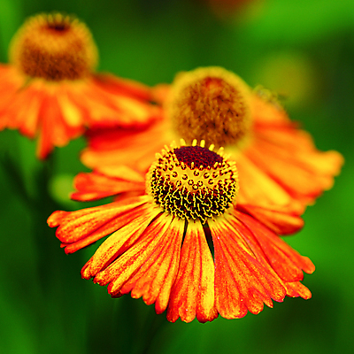 포토 JPG 해외이미지 식물 꽃잎 꽃 꽃무늬 자연 사람없음 야외 여름 정원 성장 벚꽃 신선 개화 관목 원예 화단 영원 해외202004 해외포토 나무 계절 무늬 취미 생태계 파일형식 이미지허브
