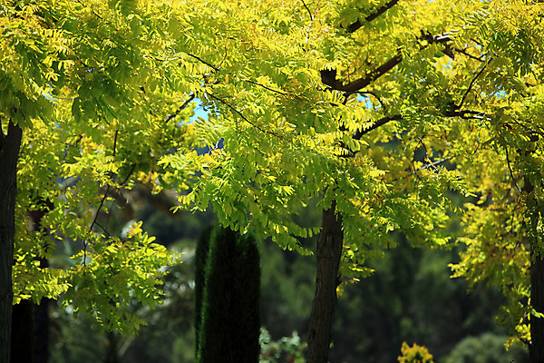 포토 JPG 해외이미지 나무 식물 계절 공원 백그라운드 잎 자연 사람없음 야외 초록색 여름 컬러풀 햇빛 노란색 환경 정원 봄 성장 나뭇가지 신선 숲 그늘 원예 내추럴 강렬 삼림지대 그리너리 세련 해외202004 해외포토 공공시설 컬러 취미 태양 생태계 파일형식 트랜드컬러 이미지허브