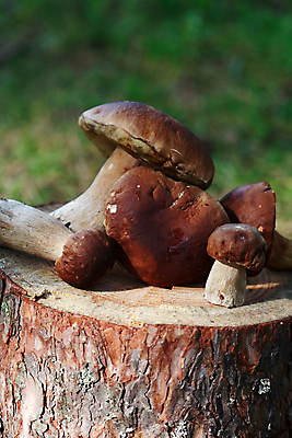 포토 JPG 해외이미지 주간 자연 근접촬영 잔디 사람없음 야외 버섯 숲속 나무밑둥 해외202004 해외포토 자연요소 나무 식물 뷰포인트 숲 생태계 파일형식 이미지허브