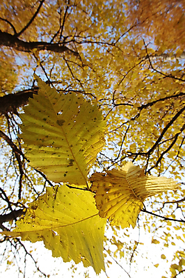 포토 JPG 해외이미지 나무 식물 백그라운드 잎 자연 추상 사람없음 햇빛 노란색 우주 환경 활발 성장 가을 나뭇가지 신선 황금 선택 저녁 숲 러시아 자작나무 해외202004 해외포토 계절 유럽 컬러 컨셉 무늬 태양 야간 생태계 파일형식 이미지허브
