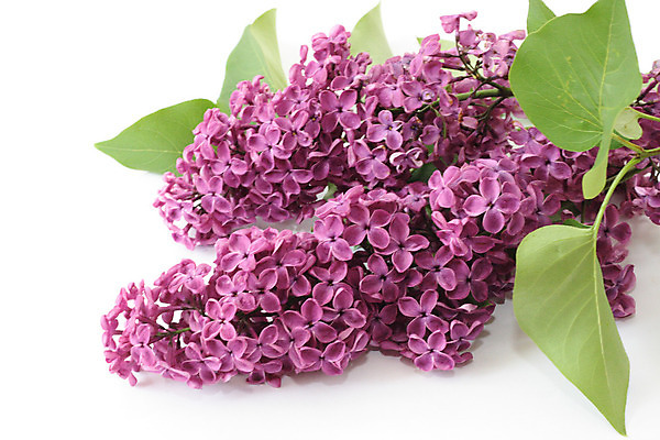 포토 JPG 해외이미지 나무 식물 꽃잎 꽃 꽃다발 잎 자연 부활절 사람없음 초록색 보라색 벚꽃 흰색 나뭇가지 5월 다발 향수 라일락 해외202004 해외포토 기념일 컬러 화장품 날짜 생태계 파일형식 이미지허브