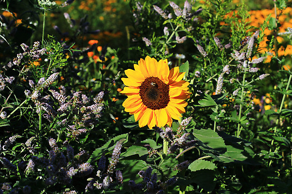 포토 JPG 해외이미지 식물 계절 꽃 잎 꽃무늬 자연 해바라기 사람없음 야외 초록색 여름 햇빛 태양 노란색 정원 맑음 시골 유기농 해외202004 해외포토 자연요소 웰빙 컬러 무늬 날씨 생태계 파일형식 이미지허브