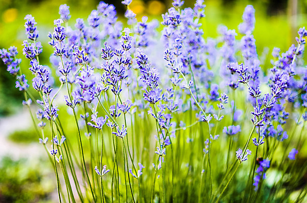 포토 JPG 해외이미지 식물 꽃 백그라운드 꽃무늬 밭 농업 재료 자연 건강 사람없음 야외 태양 정원 맑음 보라색 봄 프랑스 흰색 시골 허브 제비꽃 향기 아로마 향 아로마테라피 라벤더 라일락 내추럴 프랑스어 프로방스 해외202004 해외포토 자연요소 문자 계절 유럽 산업 컬러 무늬 날씨 생태계 냄새 테라피 파일형식 이미지허브