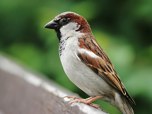 포토 JPG 해외이미지 동물 남자 야생동물 자연 조류 사람없음 갈색 회색 작음 참새 해외202004 해외포토 컬러 사람 크기 생태계 파일형식 이미지허브
