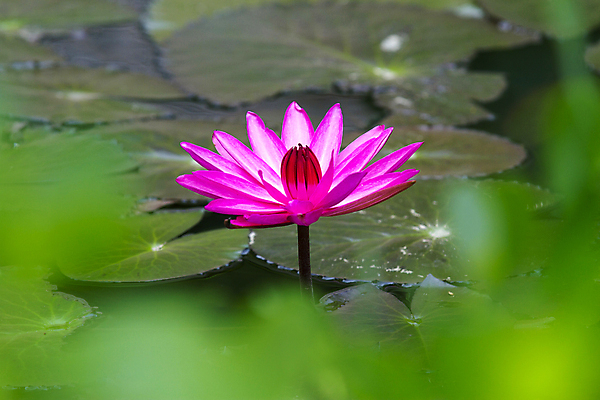 포토 JPG 해외이미지 식물 꽃잎 꽃 아시아 문화 선 분홍색 꽃무늬 패턴 불교 자연 사람없음 장식 물 컬러풀 평화 정원 일본 보라색 벚꽃 흰색 신선 개화 우아함 닫기 떨어짐 묘사 명상 싱글 원예 내추럴 고립 이국적 해외202004 해외포토 자연요소 나라 종교 컬러 컨셉 무늬 모션 취미 생태계 파일형식 이미지허브