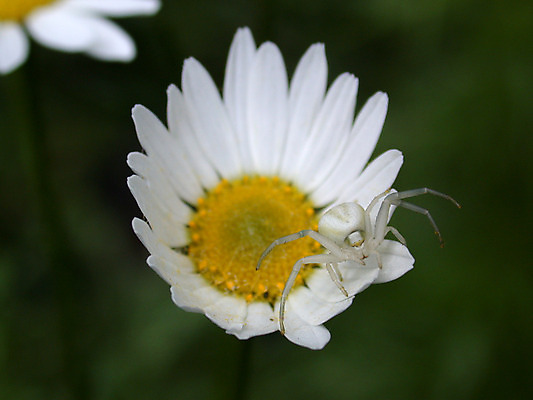 포토 JPG 해외이미지 꽃잎 꽃 곤충 가방 자연 사람없음 여름 노란색 정원 흰색 위험 먹이 거미 해외202004 해외포토 식물 동물 잡화 계절 컬러 컨셉 생태계 파일형식 이미지허브