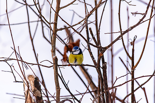 포토 JPG 해외이미지 나무 동물 계절 공원 야생동물 백그라운드 겨울 날개 자연 조류 사람없음 야외 목재 파란색 컬러풀 갈색 노란색 환경 정원 냉동 검은색 추위 흰색 나뭇가지 숲 작음 깃털 서리 부리 내추럴 동물상 눈내림 해외202004 해외포토 식물 공공시설 컬러 재료 눈_날씨 조형물 크기 생태계 파일형식 이미지허브