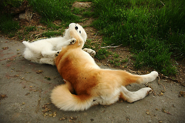 포토 JPG 해외이미지 주간 반려견 두마리 사람없음 야외 눕기 산책 강아지 사모예드 놀기 해외202004 아키타견 해외포토 자연요소 2 모션 휴식 반려동물 개 파일형식 이미지허브