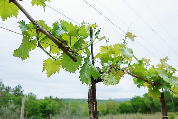 포토 JPG 해외이미지 나무 식물 구름 음식 백그라운드 잎 꽃무늬 밭 농업 과일 자연 하늘 포도 사람없음 야외 초록색 파란색 농장 농경지 와인 봄 성장 시골 신선 개화 닫기 다발 묘사 원예 포도밭 장면 포도나무 밭일 양조장 해외202004 해외포토 자연요소 계절 꽃 산업 컬러 무늬 모션 주류 취미 과일나무 생태계 파일형식 이미지허브