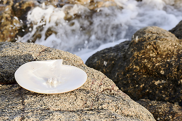 포토 JPG 해외이미지 모래 바다 자연 선물 사람없음 빛 껍질 굴 흰색 행운 고급 우아함 보석 보물 발견 해외202004 해외포토 컬러 컨셉 어패류 광석 생태계 파일형식 이미지허브