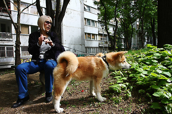 포토 JPG 해외이미지 동물 휴식 사랑 한명 사람 반려동물 일본 용기 자신감 개 강아지 기르기 지능 힘찬 해외202004 해외포토 1 그릇 감정 아시아 컨셉 포유류 돌봄 파일형식 이미지허브
