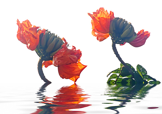 포토 JPG 해외이미지 나무 식물 꽃 백그라운드 오렌지 하늘 사람없음 장식 빨간색 여름 파란색 중국 튤립 나뭇가지 개화 내추럴 해외202004 해외포토 계절 아시아 컬러 과일 파일형식 이미지허브