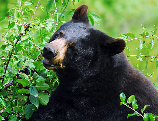 포토 JPG 해외이미지 동물 얼굴 야생동물 캐나다 곰 포유류 자연 털 동물원 사람없음 태양 갈색 검은색 하트 위험 발톱 해외202004 해외포토 자연요소 모양 컬러 컨셉 북아메리카 발 신체부위 생태계 파일형식 이미지허브