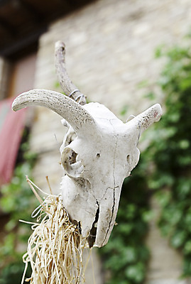 포토 JPG 해외이미지 동물 종이 야생동물 과학 백그라운드 부분 해부 염소 뼈 건조 골격 뿔 사람없음 갈색 머리 손상 골동품 흰색 죽음 양 보호 트로피 생물학 화석 암초 수의사 내추럴 고립 램 옛날 이마 해골모형 흥미 카피스페이스 해외202004 해외포토 교육 컬러 컨셉 포유류 의학 신체부위 모형 공백 의사 상_우승 파일형식 이미지허브