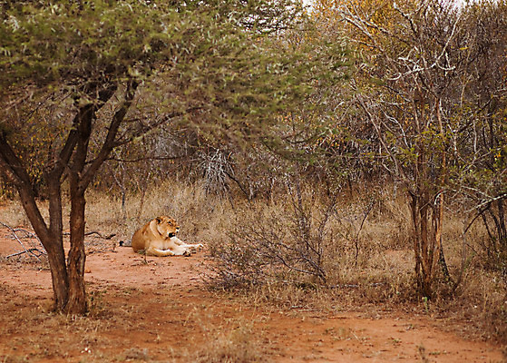 포토 JPG 해외이미지 1 공원 여자 여유 야생동물 아프리카 휴식 사람없음 평화 침묵 환자 잠 사자 그늘 사파리 싱글 에코 낮잠 멸종 사자자리 표범 남쪽 남아프리카 암사자 인내 전국 해외202004 해외포토 동물 공공시설 감정 나라 컨셉 포유류 의학 사람 환경 소리 별자리 암컷 방향 파일형식 이미지허브