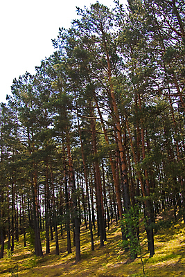 포토 JPG 해외이미지 나무 공원 여행 자연 이끼 풍경 사람없음 야외 봄 소나무 숲 언덕 해외202004 해외포토 식물 계절 공공시설 생태계 파일형식 이미지허브