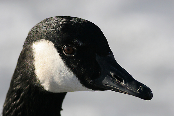 포토 JPG 해외이미지 동물 응시 호수 얼굴 야생동물 백그라운드 캐나다 자연 조류 사람없음 야외 옆모습 컬러풀 태양 머리 귀여움 검은색 흰색 시골 닫기 큼 깃털 부리 목 북쪽 거위 물새 노려봄 계산서 내추럴 고립 해외202004 해외포토 자연요소 시선 뷰포인트 컬러 컨셉 북아메리카 모션 표정 신체부위 크기 방향 생태계 파일형식 이미지허브