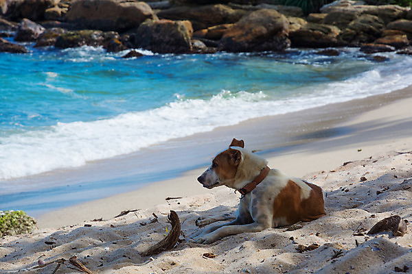 포토 JPG 해외이미지 동물 응시 아시아 모래 파도 바다 여행 자연 휴식 열대 풍경 사람없음 물 반려동물 모래사장 평화 개 12월 인도양 내추럴 스리랑카 이국적 파라다이스 해외202004 해외포토 자연요소 시선 나라 컨셉 포유류 날짜 생태계 파일형식 이미지허브
