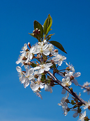 포토 JPG 해외이미지 나무 식물 공원 꽃 백그라운드 자연 하늘 사람없음 야외 파란색 빛 태양 정원 일본 맑음 봄 벚꽃 흰색 나뭇가지 신선 개화 체리 부드러움 내추럴 생태학 해외202004 해외포토 자연요소 계절 공공시설 교육 아시아 컬러 과일 날씨 감각 생태계 파일형식 이미지허브