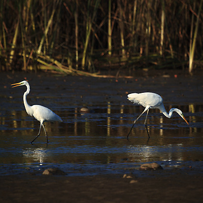포토 JPG 해외이미지 나무 동물 공원 남자 야생동물 백그라운드 겨울 날개 자연 조류 하늘 동물원 앉기 풍경 사람없음 야외 빨간색 초록색 물 여름 파란색 컬러풀 갈색 노란색 평화 검은색 봄 흰색 나뭇가지 숲 작음 깃털 부리 내추럴 동물상 해외202004 해외포토 자연요소 식물 계절 공공시설 컬러 컨셉 모션 사람 조형물 크기 생태계 파일형식 이미지허브