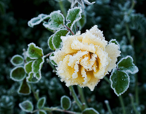 포토 JPG 해외이미지 계절 겨울 자동차 지붕 날씨 잉글랜드 사람없음 반짝임 햇빛 추위 백발 흰색 12월 서리 온도 해외202004 해외포토 헤어스타일 육상교통 컬러 모션 영국 태양 날짜 파일형식 이미지허브