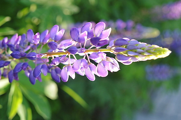 포토 JPG 해외이미지 식물 꽃잎 꽃 백그라운드 잎 꽃무늬 자연 조류 사람없음 장식 초록색 컬러풀 정원 벚꽃 숲 고립 파라다이스 해외202004 해외포토 동물 컬러 무늬 생태계 파일형식 이미지허브