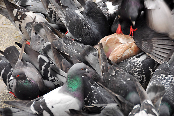 포토 JPG 해외이미지 어린이 겨울 사람없음 폴란드 크라쿠프 많음 해외202004 해외포토 계절 유럽 컨셉 사람 파일형식 이미지허브