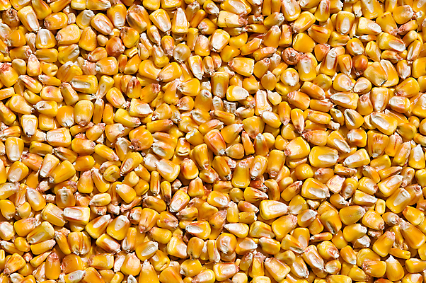 포토 JPG 해외이미지 음식 백그라운드 농업 채소 재료 건조 옥수수 씨앗 사람없음 쌓기 낟알 시리얼 알맹이 날것 흙더미 단백질 채식주의자 해외202004 해외포토 식물 산업 모션 곡류 흙 채식 영양소 파일형식 더미 이미지허브