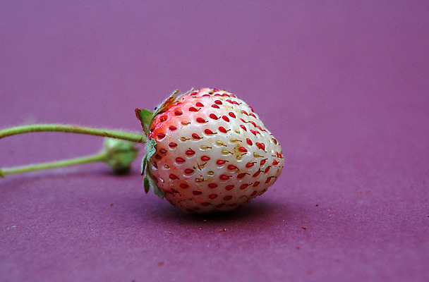 포토 JPG 해외이미지 식물 열매 음식 농업 다이어트 과일 자연 딸기 디저트 건강 사람없음 빨간색 활발 신선 달콤 맛 유기농 내추럴 숙성 식용 채식주의자 해외202004 해외포토 웰빙 산업 컬러 컨셉 생태계 채식 파일형식 이미지허브