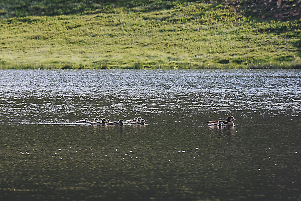 포토 JPG 해외이미지 호수 물결 야생동물 백그라운드 가족 자연 조류 표면 아침 오리 이집트 풍경 사람없음 가로 초록색 물 파란색 강 갈색 환경 사진촬영 새벽 강가 질감 꼬리 부리 거위 자원 계산서 내추럴 남아프리카 잔물결 해외202004 해외포토 주간 자연요소 동물 컬러 관계 아프리카 촬영 생태계 파일형식 이미지허브