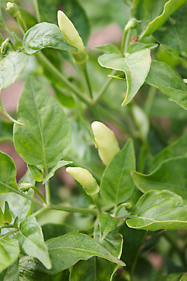 포토 JPG 해외이미지 나무 식물 잎 태국 사람없음 빨간색 초록색 빛 햇빛 정원 맑음 신선 뜨거움 향신료 매움 후추 해외202004 해외포토 아시아 컬러 날씨 태양 맛 향미료 파일형식 이미지허브