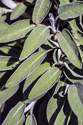 포토 JPG 해외이미지 문화 음식 잎 농업 과일 자연 친절 사람없음 초록색 정원 활발 다양 에너지 성장 나뭇가지 맛 생명공학 다발 냄새 향 정맥 해외202004 해외포토 나무 식물 산업 컬러 다수 컨셉 의학 생태계 혈관 파일형식 이미지허브