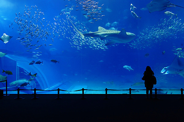 포토 JPG 해외이미지 전신 여자 실루엣 실내 어류 한명 성인 파란색 수중 수족관 아쿠아리움 안전선 고래상어 성인여자한명만 해외202004 해외포토 1 컬러 촬영기법 사람 내부 수중동물 상어 여자한명만 성인여자만 파일형식 이미지허브