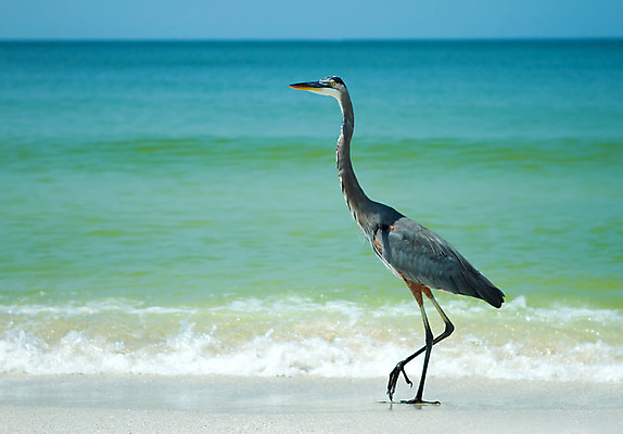 포토 JPG 해외이미지 동물 실루엣 얼굴 야생동물 모래 바다 여행 날개 창문 자연 조류 하늘 휴가 어류 사람 사람없음 야외 물 여름 파란색 컬러풀 환경 검은색 수중 회색 흰색 습지 큼 왜가리 깃털 부리 탱크 수족관 해외202004 해외포토 자연요소 계절 컬러 촬영기법 신체부위 수중동물 크기 생태계 파일형식 이미지허브