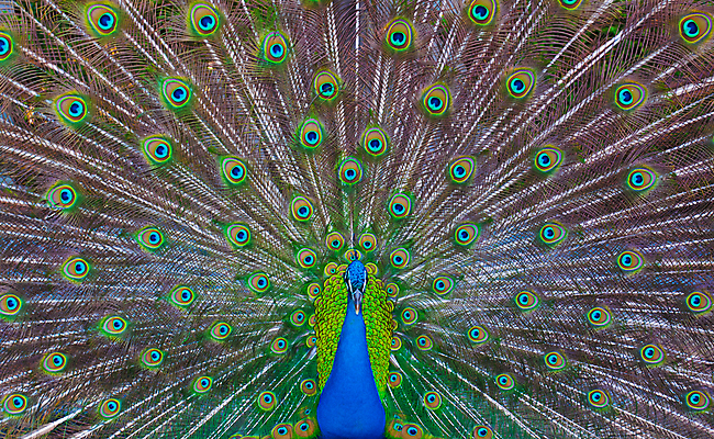 포토 JPG 해외이미지 동물 커플 남자 야생동물 백그라운드 패턴 신체 자연 조류 사람없음 가로 초록색 파란색 컬러풀 노란색 머리 활발 펼침 쌍 원형 의식 우아함 공작 전시회 깃털 꼬리 부리 목 보여주기 멀티 웅장함 터키석 해외202004 해외포토 도형 컬러 컨셉 무늬 관계 모션 사람 신체부위 전시 보석 생태계 파일형식 이미지허브